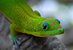 GeckHead_Adj_3-23
